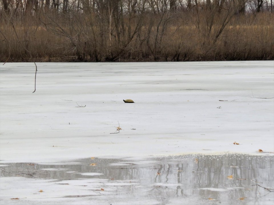 Red-eared slider on the ice