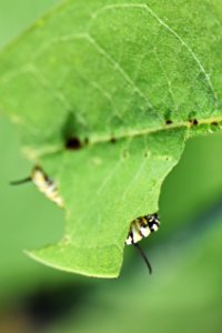Monarch caterpillar eating common milkweed