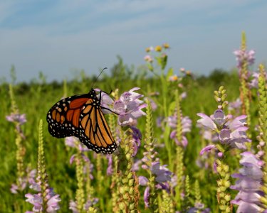 Monarch on obedient plant photo