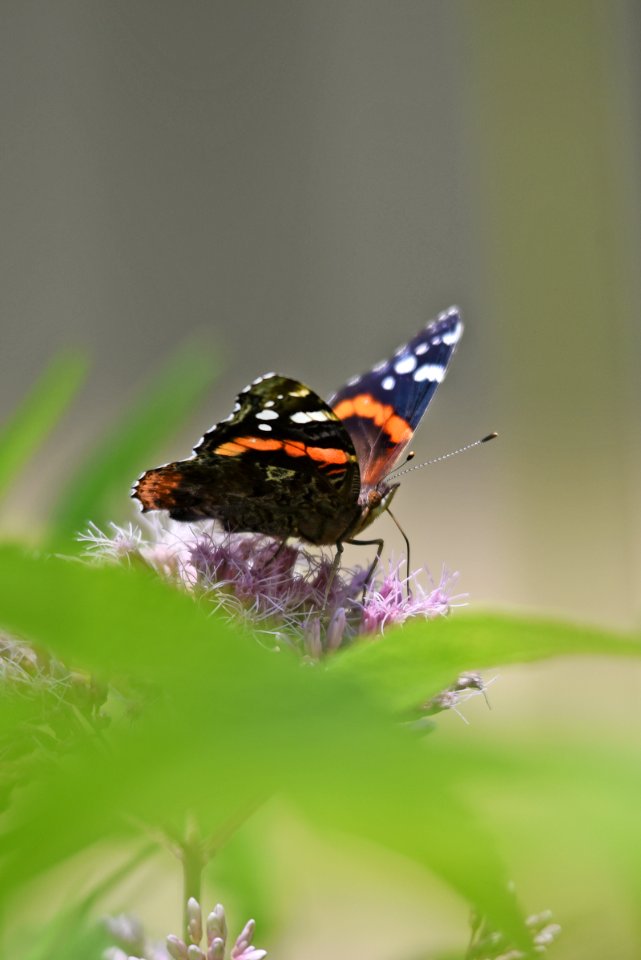 Painted Lady photo