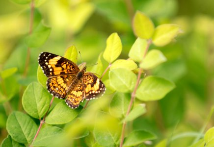 Silvery Checkerspot Butterfly