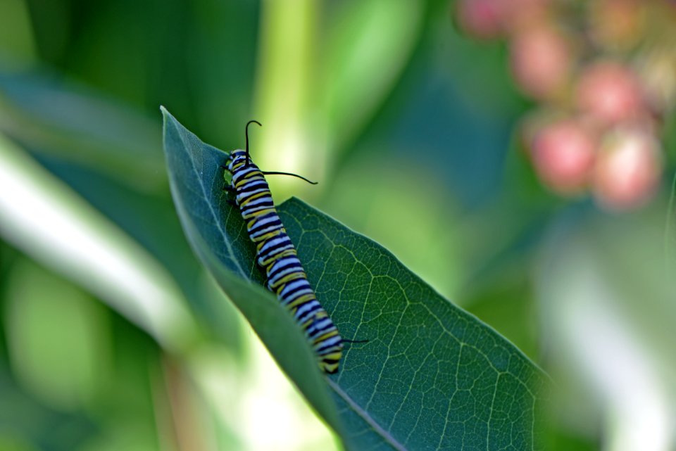 Monarch caterpillar
