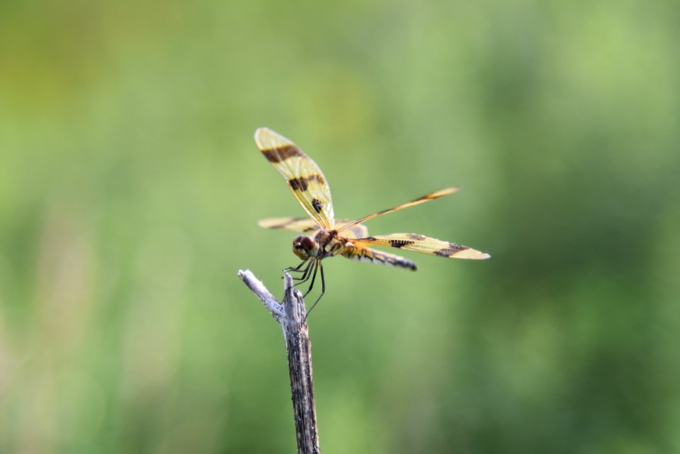 Halloween pennant