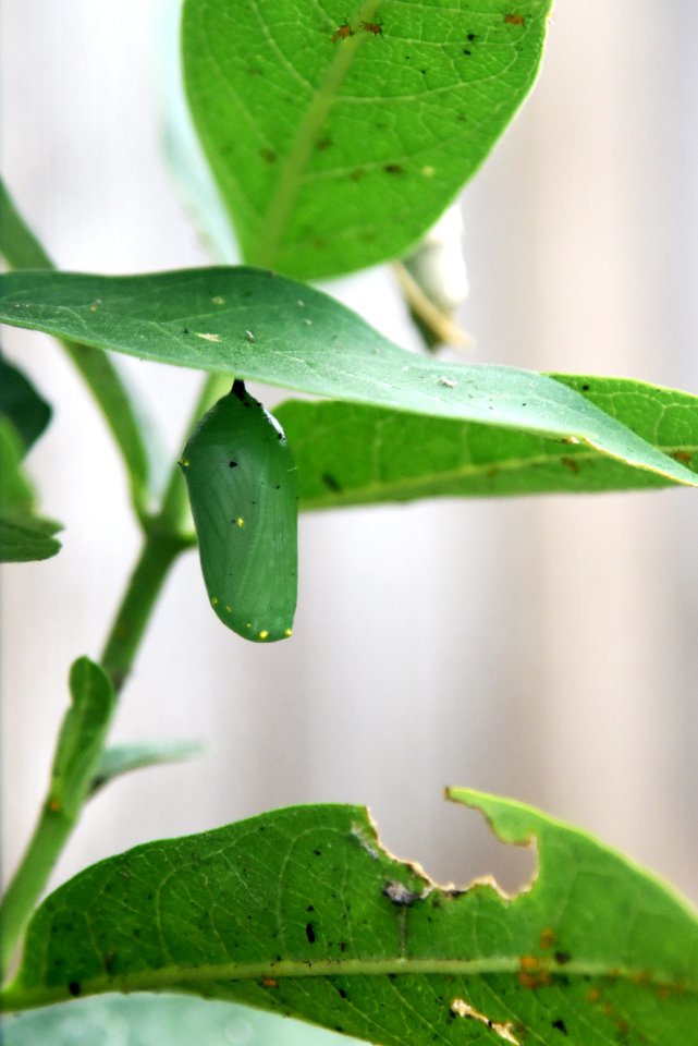 Monarch chrysalis on common milkweed (day 4)