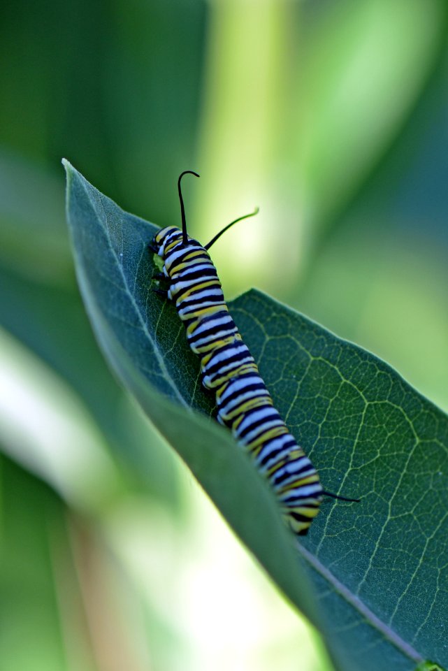 Monarch caterpillar