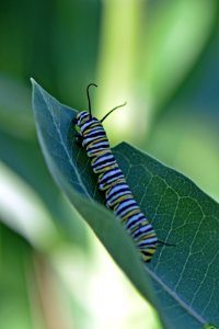 Monarch caterpillar photo