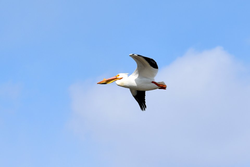American white pelican in flight