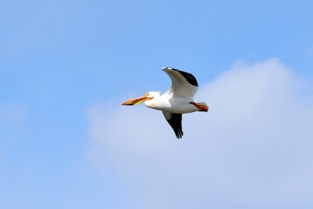 American white pelican in flight photo