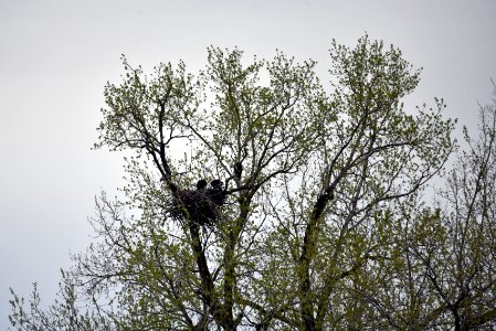 Bald eagle nest photo