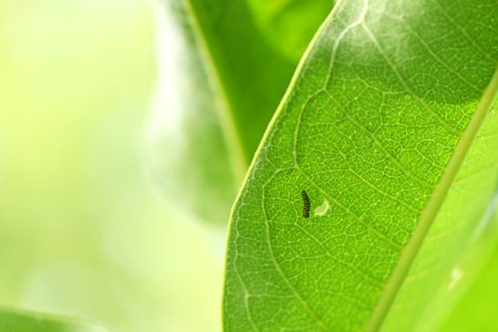 Monarch caterpillar on common milkweed photo