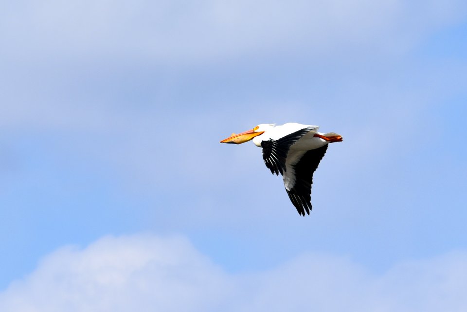 American white pelican in flight