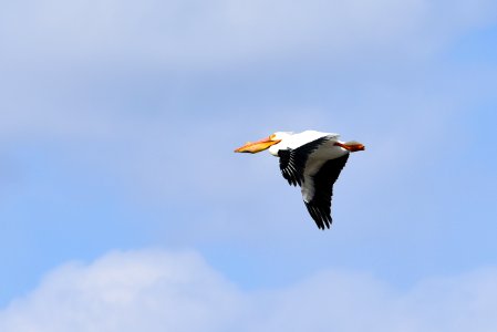 American white pelican in flight