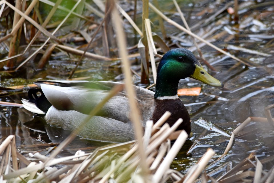 Mallard drake photo