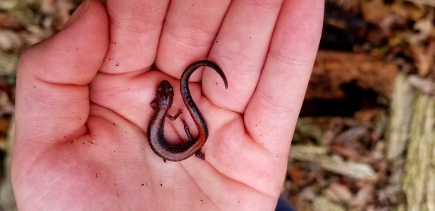 Eastern red-backed salamander