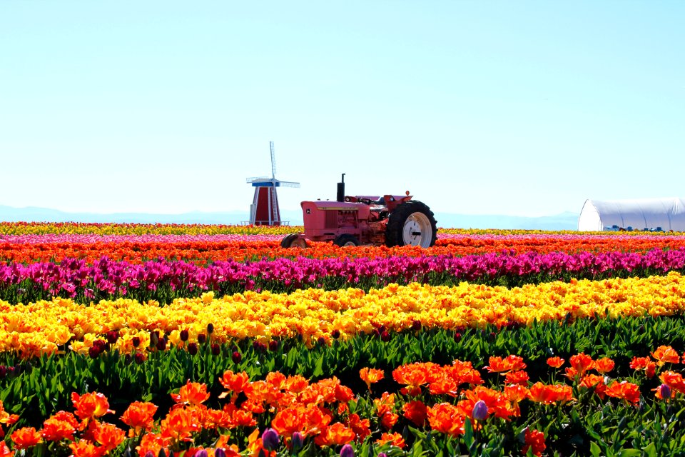 Wooden Shoe Tulip Farm, Oregon