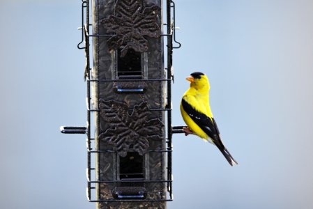American Goldfinch at the Bird Feeder