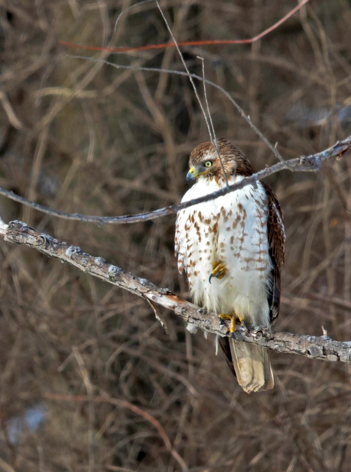 Red-tailed hawk perched in a tree