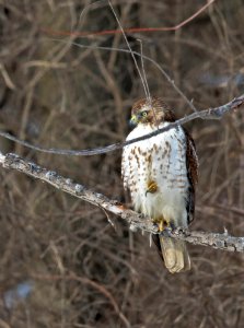 Red-tailed hawk perched in a tree photo