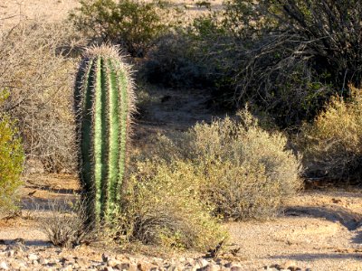Sonoran Desert NM in AZ