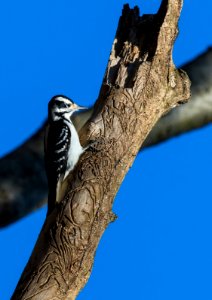 Hairy woodpecker photo