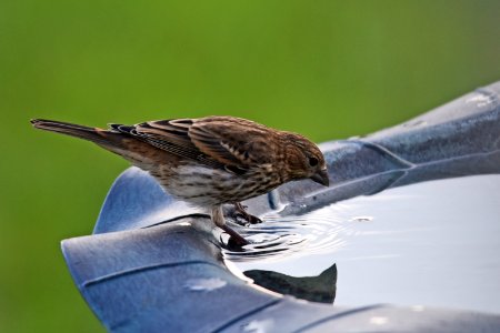 House Finch at the Bird Bath photo