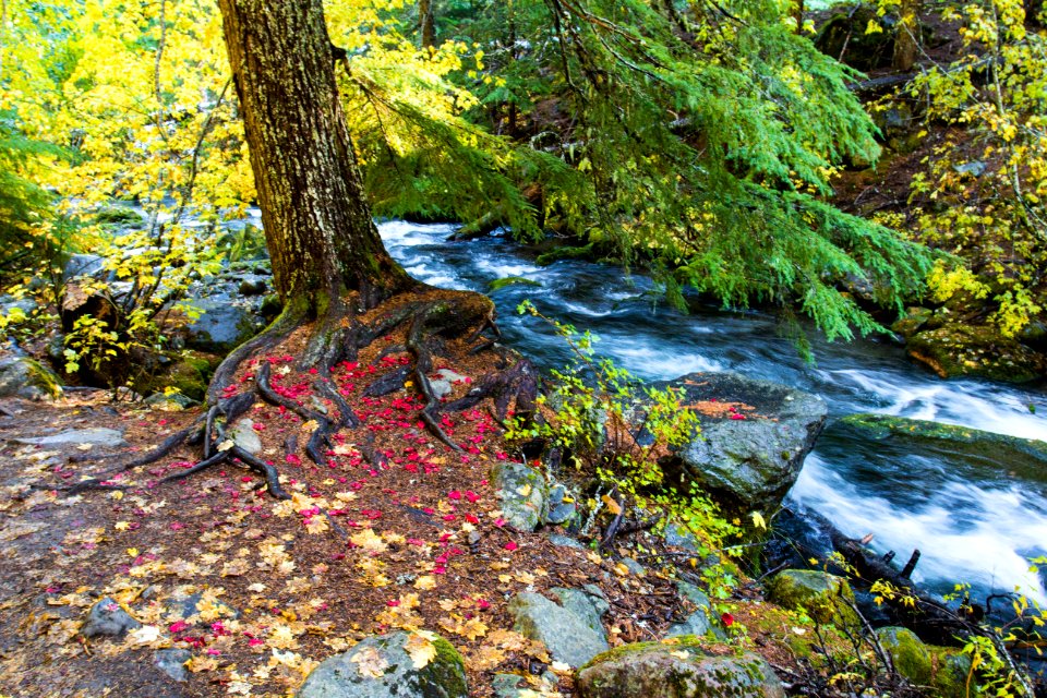 East Fork Hood River, Oregon