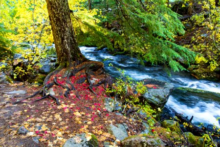 East Fork Hood River, Oregon photo