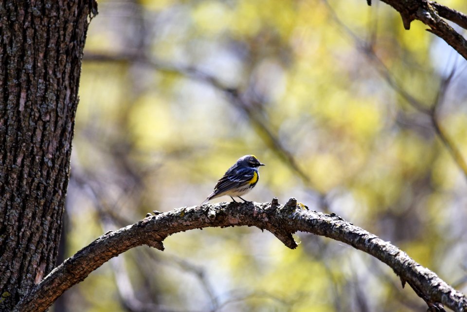 Yellow-rumped warbler perched on a tree branch
