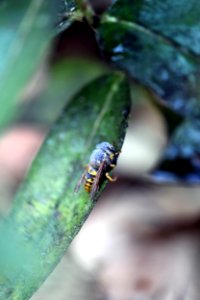 Frosty yellowjacket