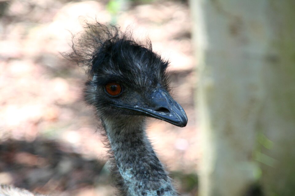 Flightless australia head