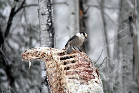 Gray jay photo