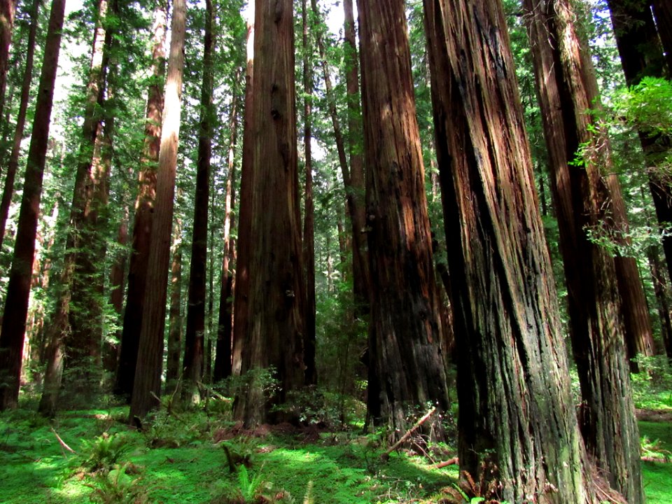 Avenue of the Giants at Redwoods in California