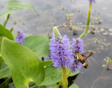 Clearwing hummingbird moth on a pickerel weed photo