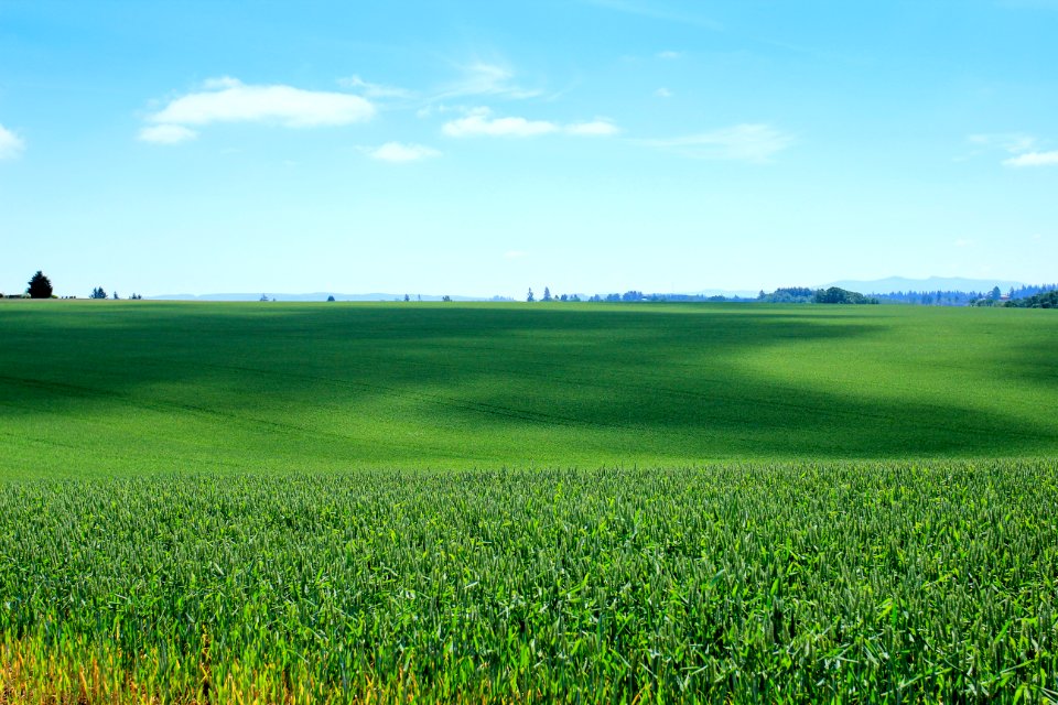 Green fields outside of Stayton, Oregon