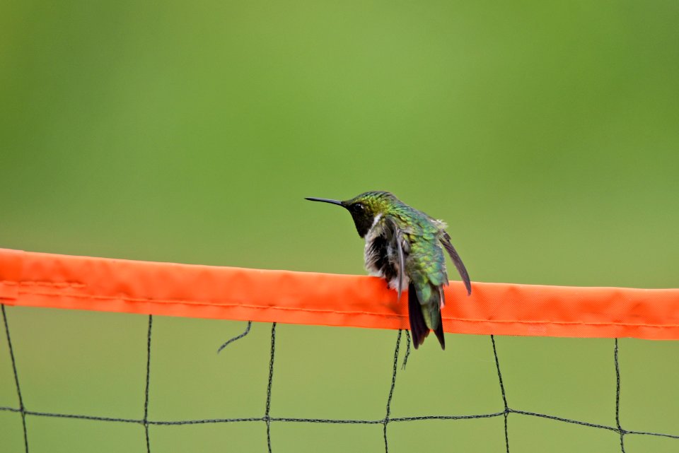 Ruby-throated hummingbird photo