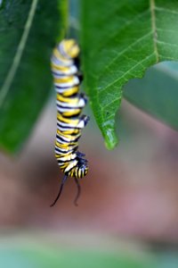 Chilly monarch caterpillar