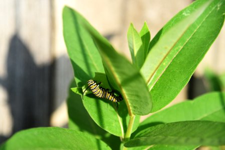 Monarch caterpillar on common milkweed