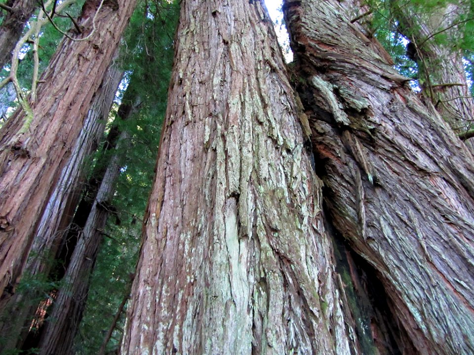 Redwoods in CA
