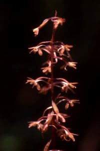 Cranefly orchid photo