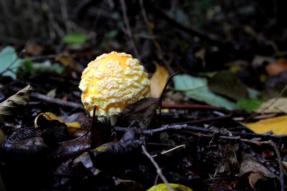 Fly agaric mushroom