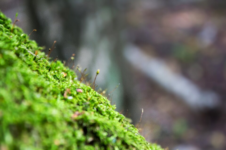Forest macro nature