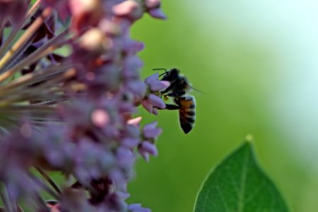 Western honey bee on common milkweed