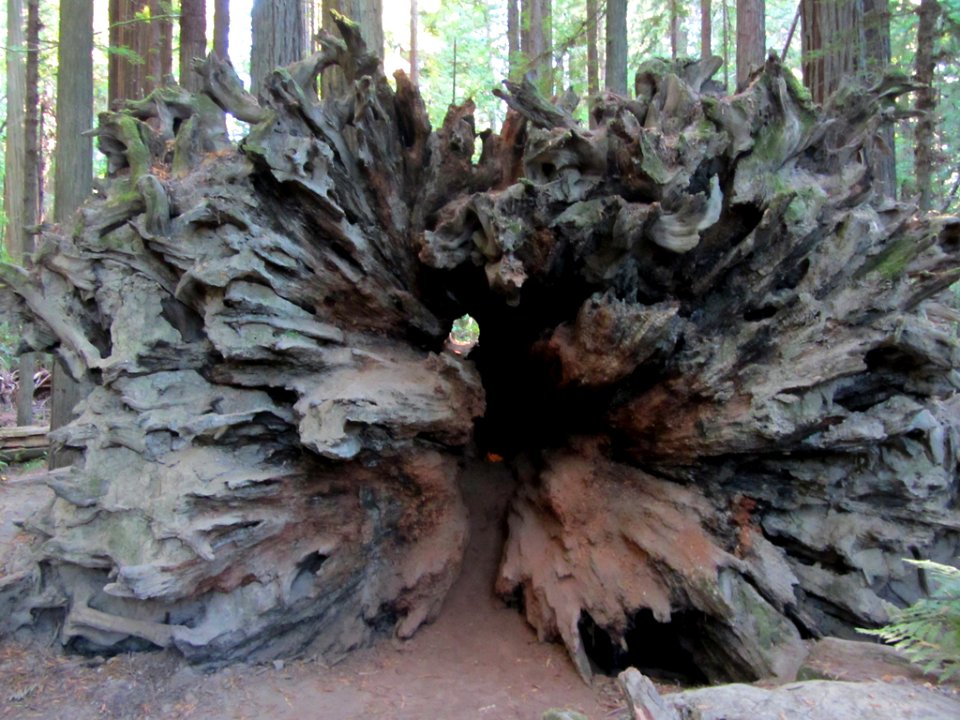 Redwoods in CA