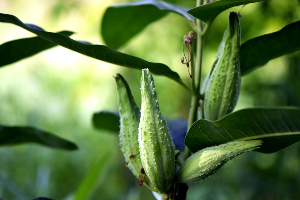 Common milkweed seed pods