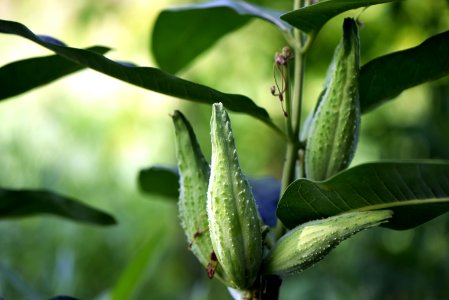 Common milkweed seed pods