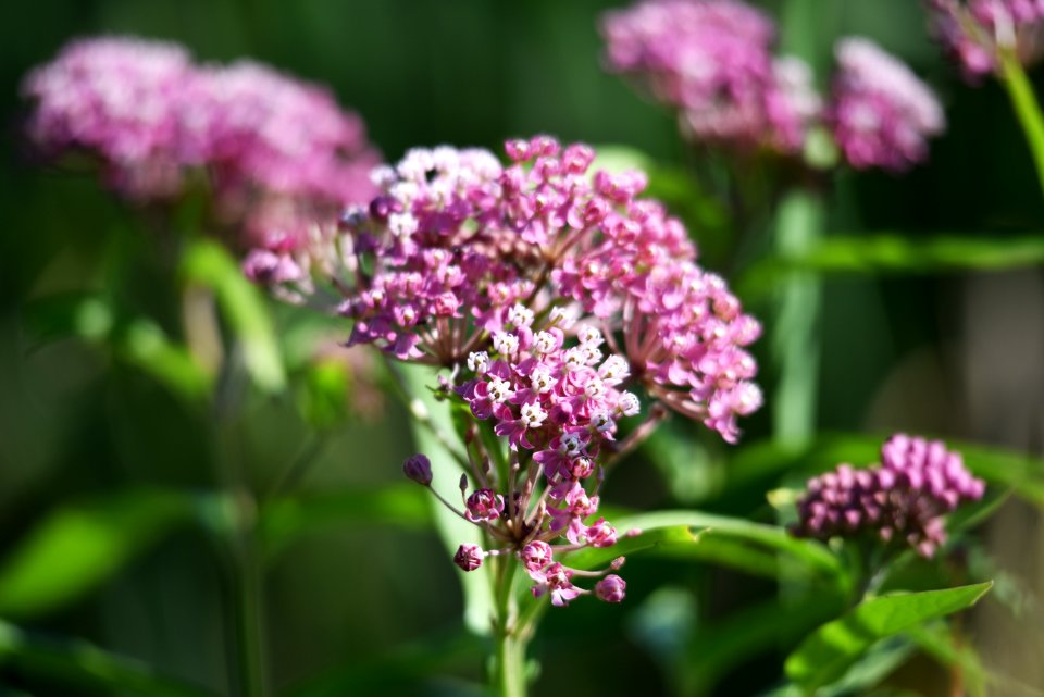 Swamp Milkweed