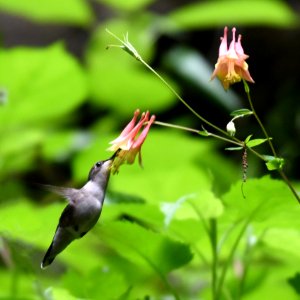 Ruby-throated Hummingbird photo