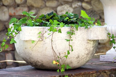 Flowers plants stone
