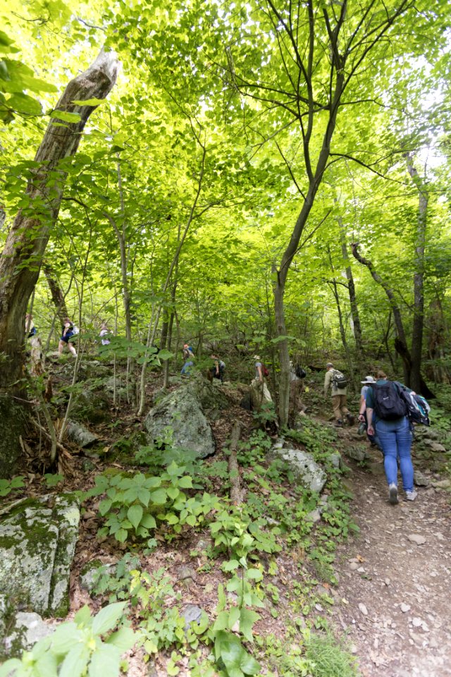 Hiking Lewis Falls