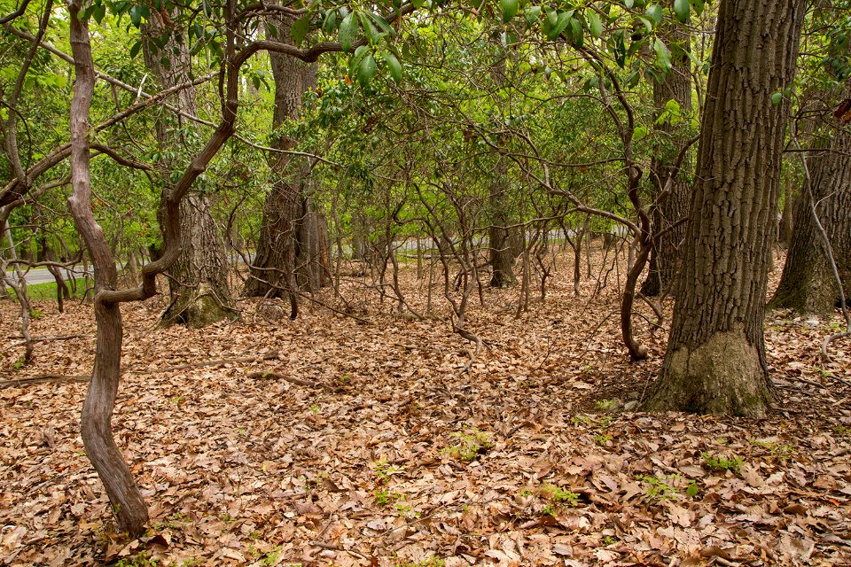 Chestnut Oak / Mountain Laurel Forest